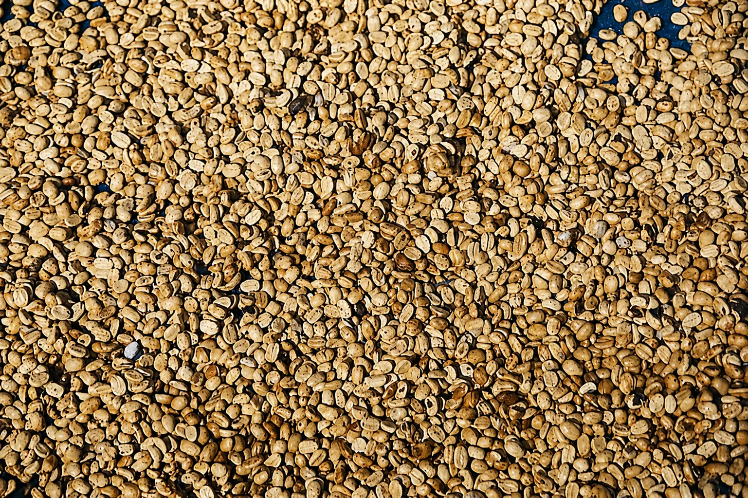 Harar — coffee sourced from Harar, Ethiopia